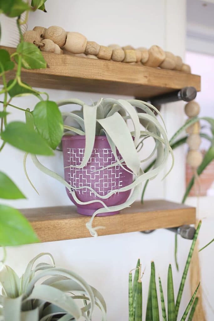 A boho modern pot plant painted and placed on a wooden shelf