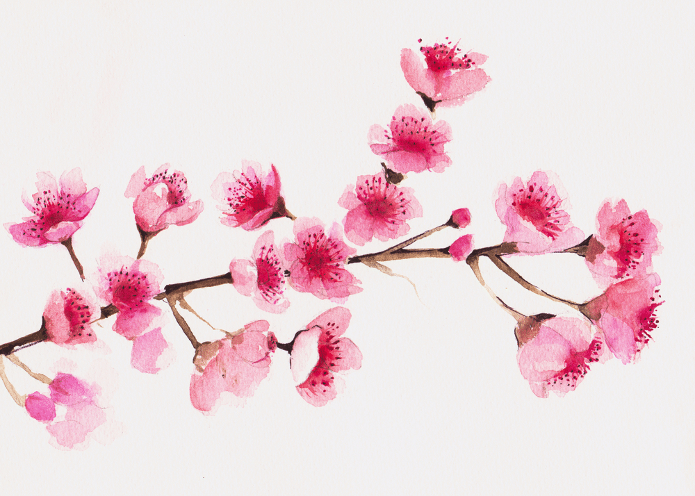 A view of cherry blossom tree painting