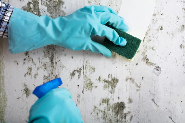 Housekeeper's Hand With Glove Cleaning Mold From Wall With Sponge