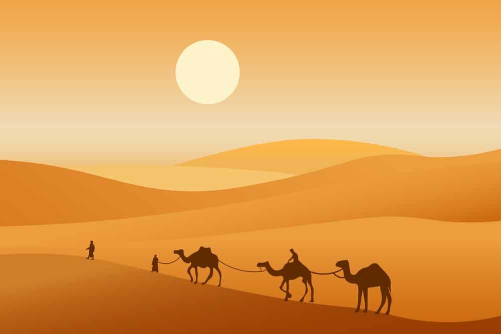 Camel Caravan Passing Through The Desert African Landscape You Can Camel Caravan Passing Through The Desert African Landscape You Can