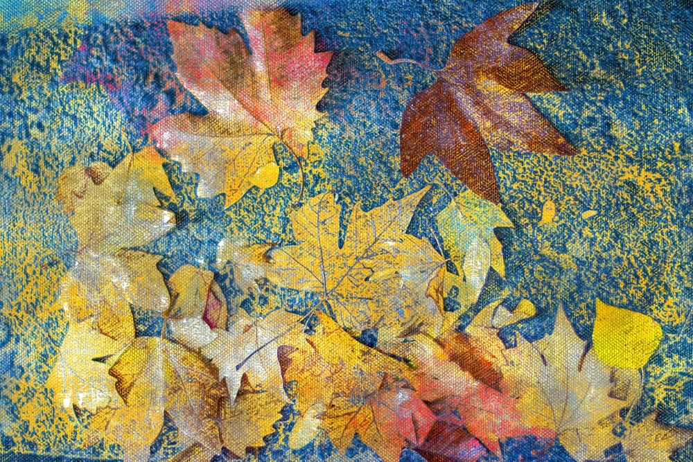 Colorful Fallen Leaves On The Sidewalk Autumn Rain Soaks The Colorful Fallen Leaves On The Sidewalk painting