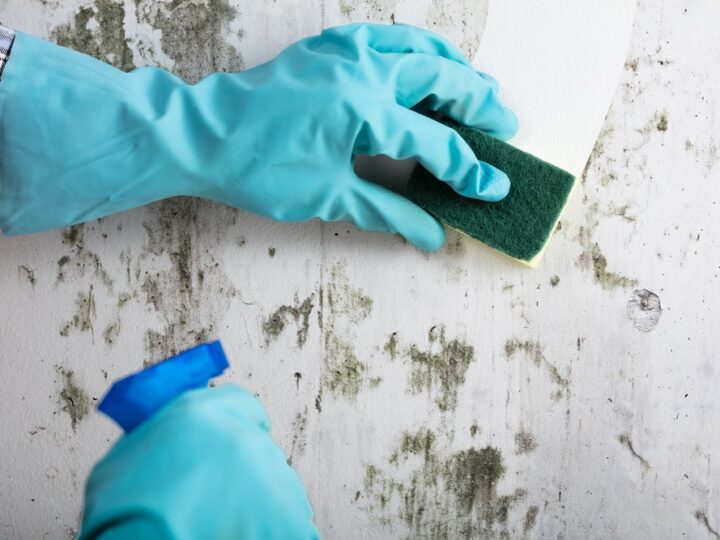 Housekeeper's Hand With Glove Cleaning Mold From Wall With Sponge